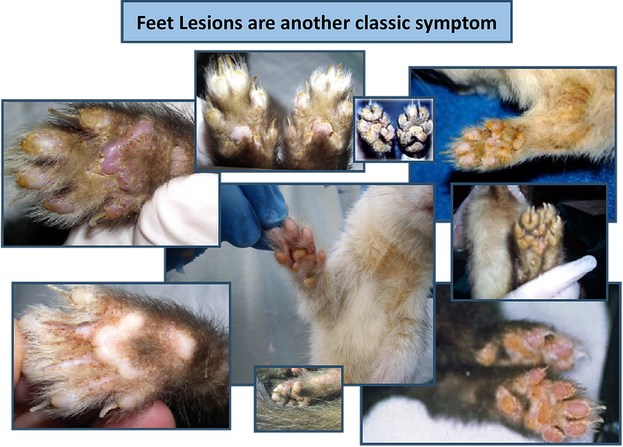 Canine Distemper Www.littlepawsferretrescue.co.uk Sunderland